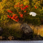 Great Egret Flying Over Lake Natoma - Charlie Willard