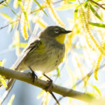 Yellow Rumped Warbler in Morning Light - Jan Lightfoot