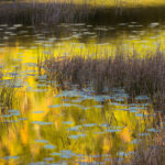 A pond is briefly made golden. - Miranda Davies