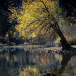 Luminous Autumn Light - Greg Geren