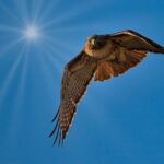 Red Tailed Hawk Flying Toward Me - Laura Berard