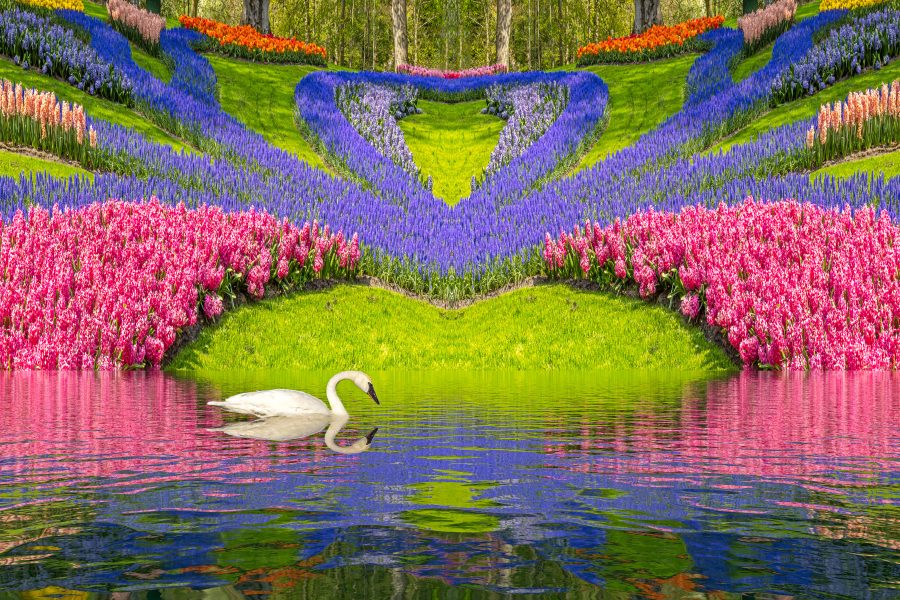 Flowers and Swan - Charlie Willard