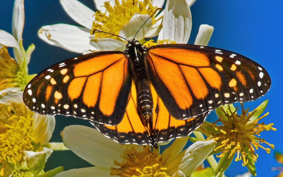 Monarch Butterfly - Julius Kovatch