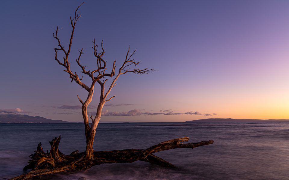 Lone Tree at Sunset - Jan Lightfoot