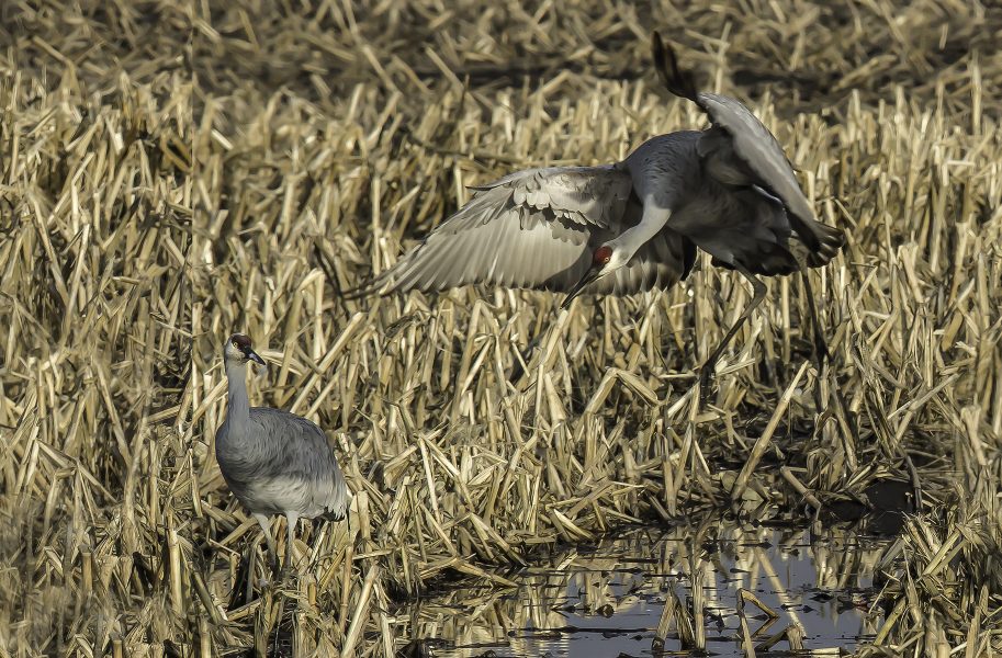 Sandhill Crane Dancing - Peggy McCaleb