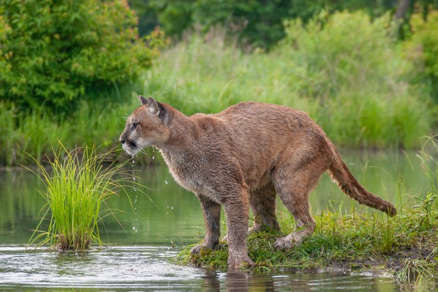 Mountain Lion at Pond - Heather Cline