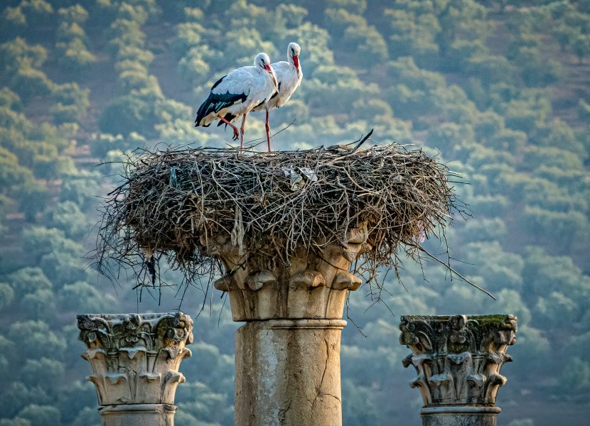 White Storks at Home Volubulis Ruins Morocco - Don Goldman