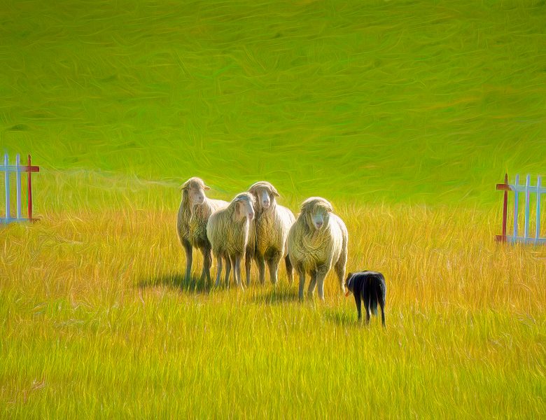 Defiant Sheep - a Border Collie's Bad Dream - Gert Van-Ommering