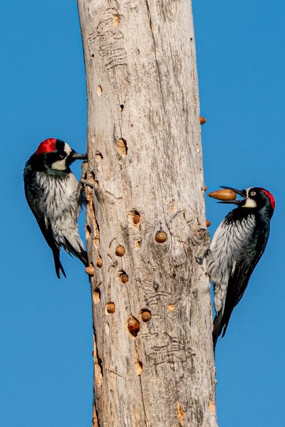 Acorn Woodpecker Stash - Deatley Cahill