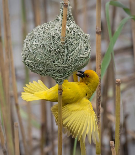 Eastern Golden Weaver displaying on nest - John York