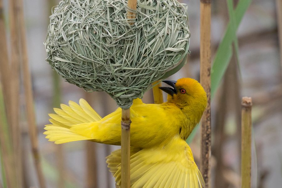 Eastern Golden Weaver displaying on nest - John York