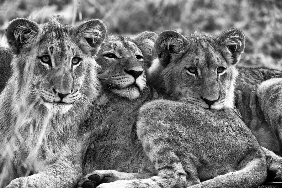 Young Lions at Karongwe Reserve - Pat Honeycutt