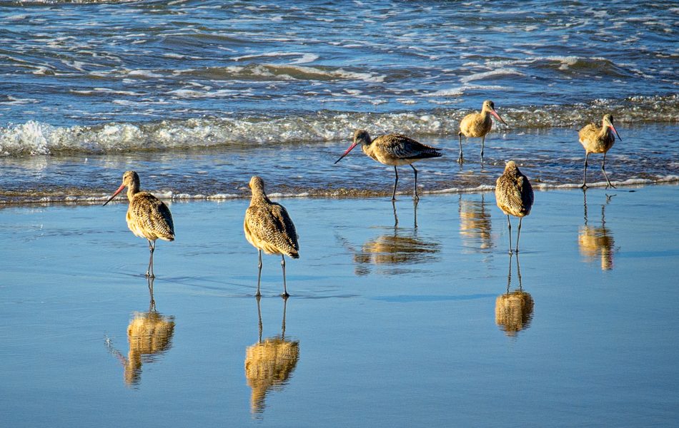 Sandpipers and Reflections, Pt. Reyes - Donna Sturla