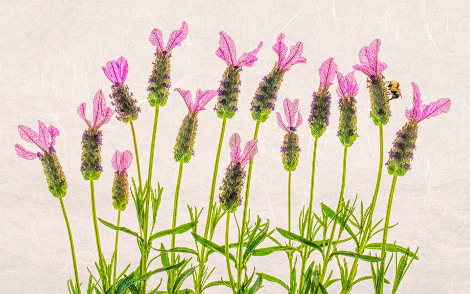 Bumble Bee on Lavender - Jan Lightfoot