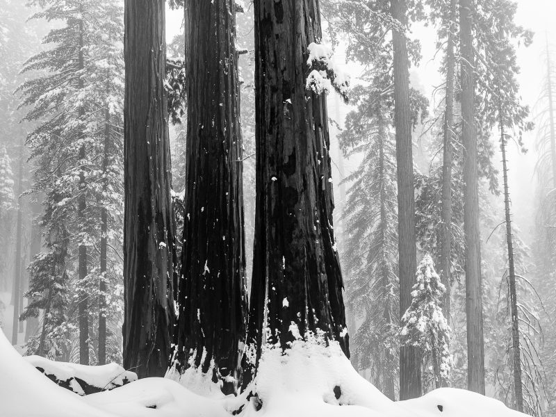 Three Sequoias and a Winter Landscape - Aaron Vizzini