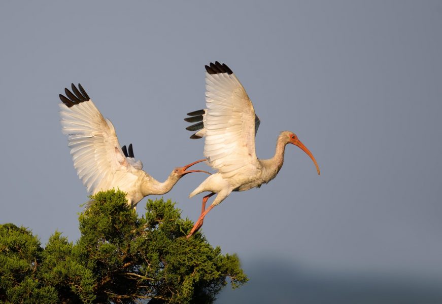White Ibis pair at sunrise - Hiresha Senanayake