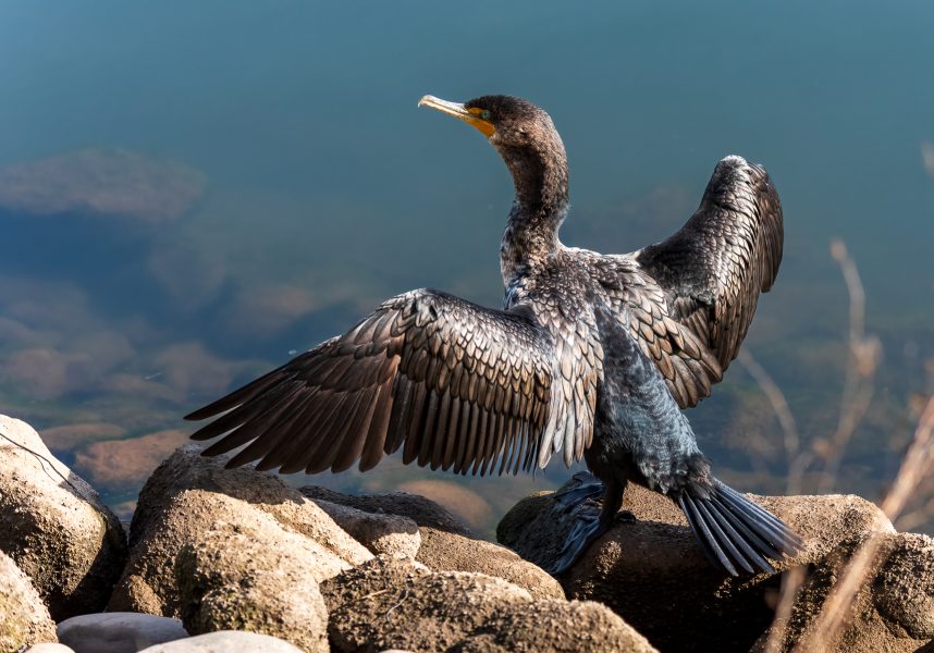 Cormorant Drying Its Wings - Pat Honeycutt