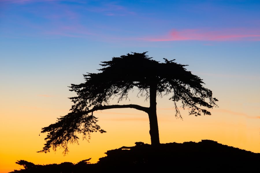 Silhouetted Tree Pebble Beach - Heather Cline