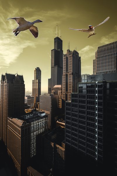 Flying Over the City - Laura Berard