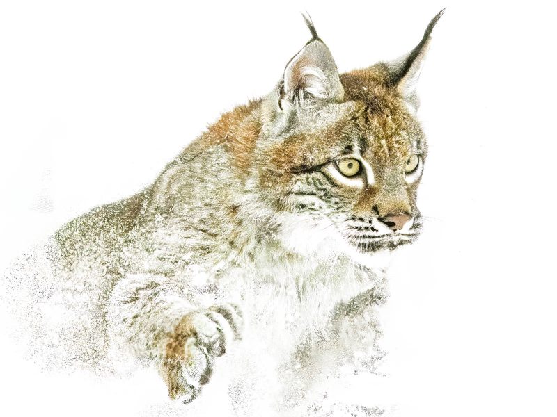 Siberian Lynx in a Cloud of Snow - Gary Ritchie