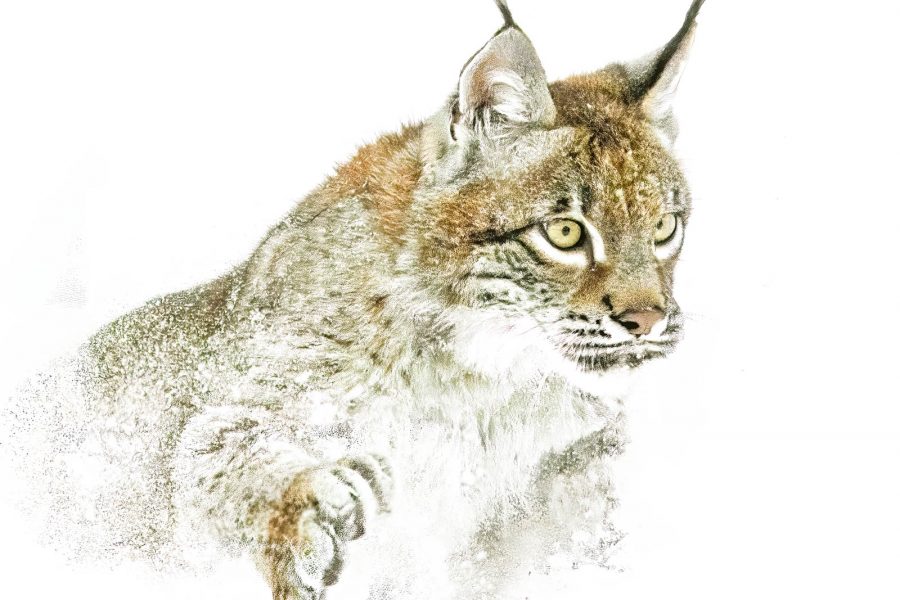 Siberian Lynx in a Cloud of Snow - Gary Ritchie