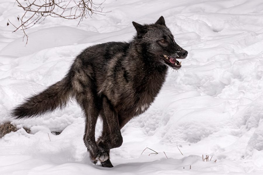 Tundra wolf running - Charlie Willard