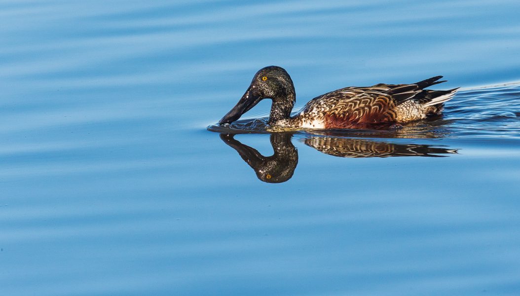 Reflections of A Beautiful Duck - Laura Berard