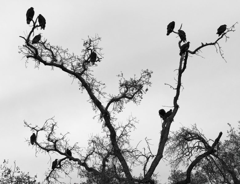 Thirteen Vultures Must Be Bad Luck - Gert Van-Ommering