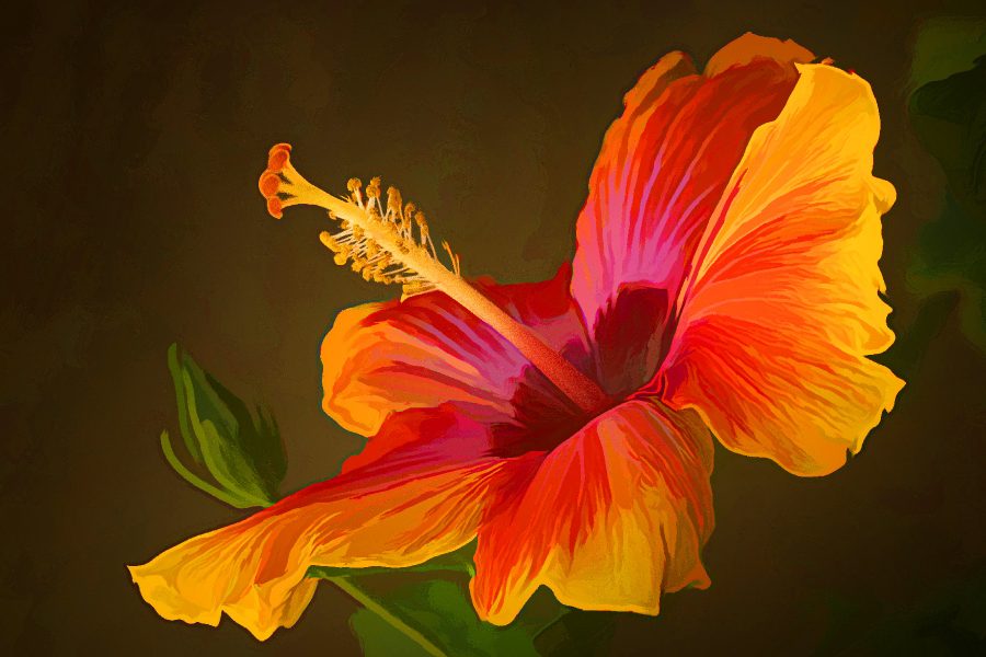 Glorious Hibiscus - Truman Holtzclaw (N4C Entry)