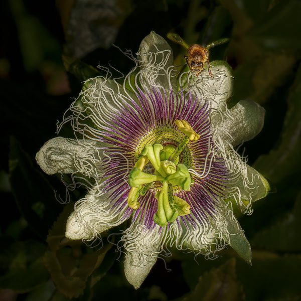 Bee Pollinating Passion Fruit Flower - Don Goldman (N4C Entry)