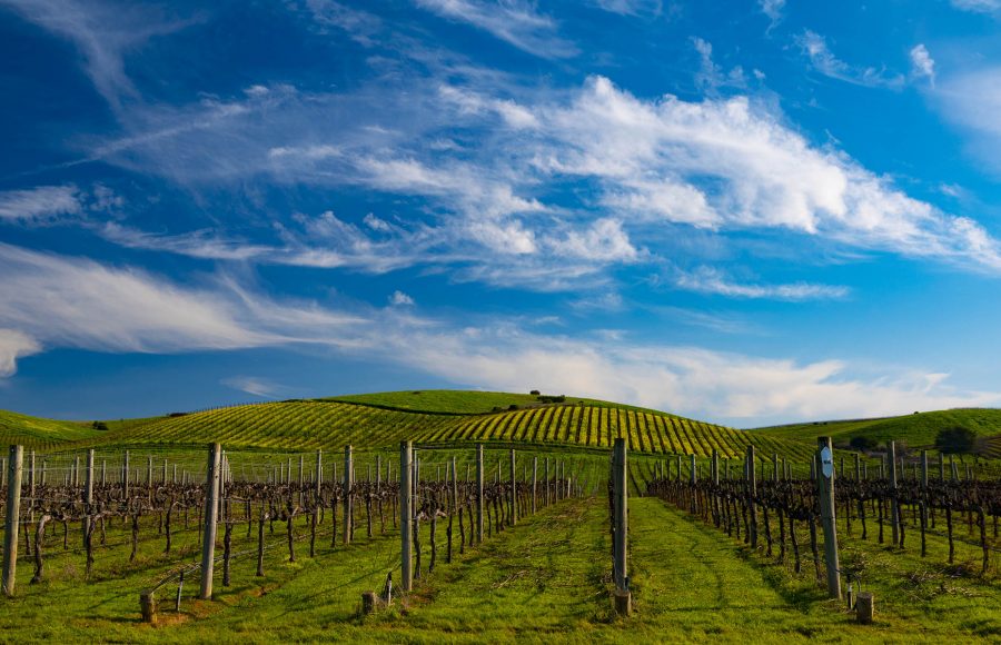 Napa Valley 02 - Truman Holtzclaw
