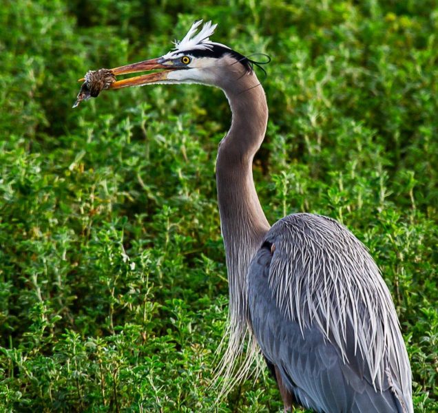 Blue Heron With A Bird in His Mouth - Laura Berard