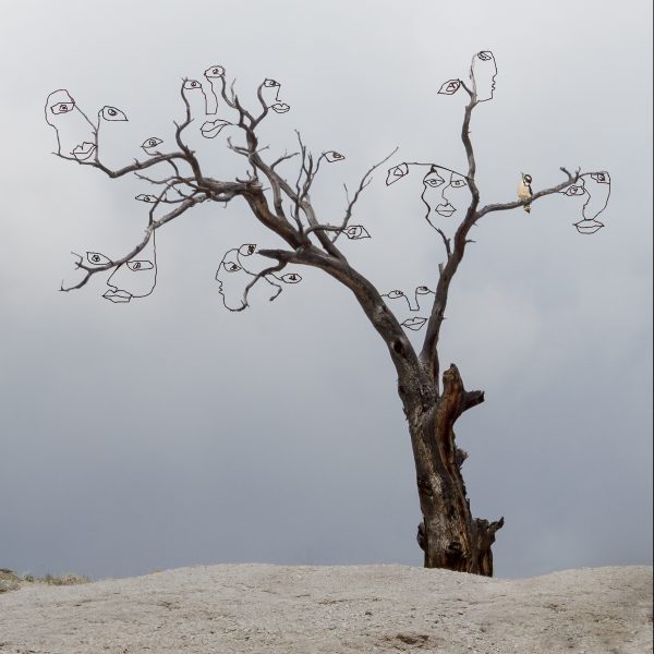The Hidden Life of Trees - Jan Lightfoot