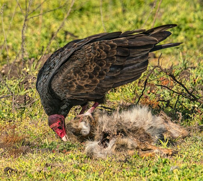Turkey Vulture Meal - Don Goldman