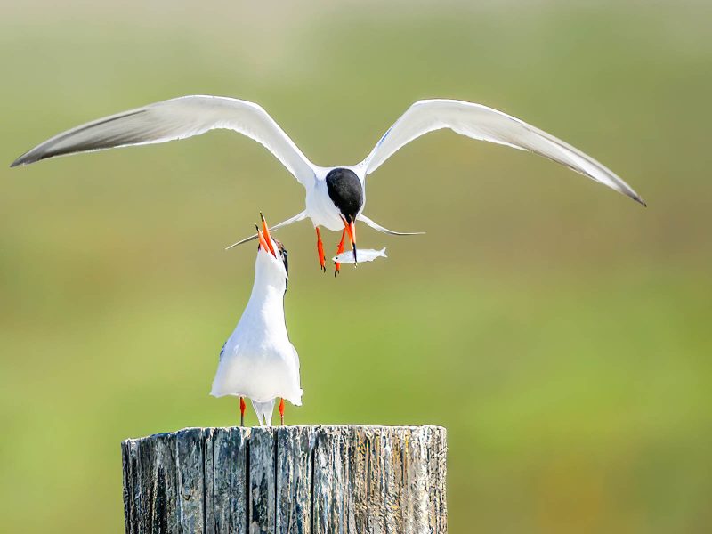 Arctic Tern Courtship - Gary Ritchie (N4C Entry)