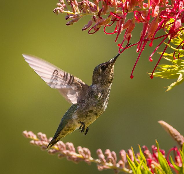 Anna's Hummingbird - Doug Arnold
