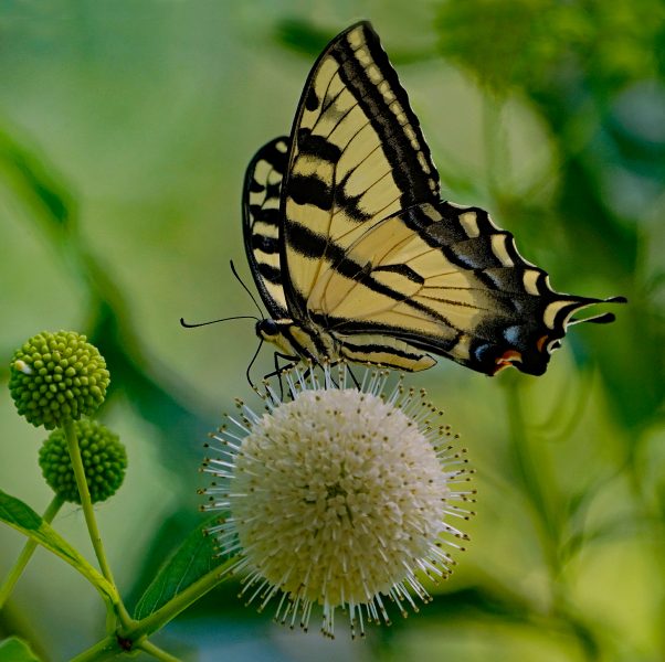 Western Tiger Swallowtail Pollenates Buttonbush - Robert Benson