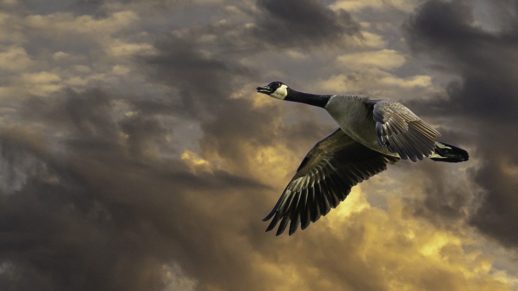 Canada Goose Taking Flight at Sunrise - DeAtley Cahill