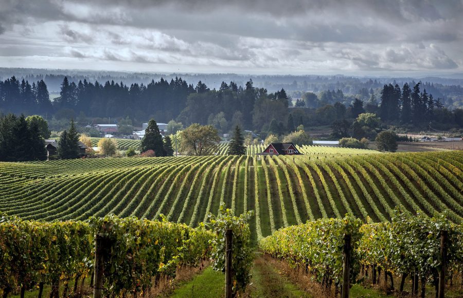 Dundee Hills Vineyard - Kathleen Grady