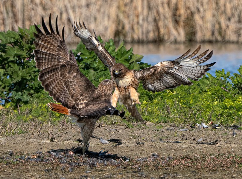 Red-Tailed Hawks Lunch Fight - Don Goldman