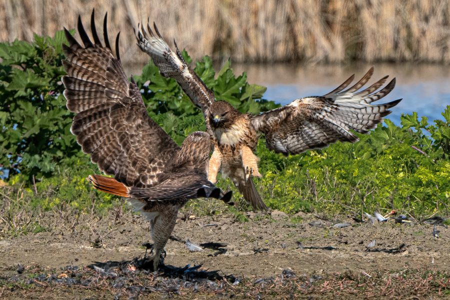 Red-Tailed Hawks Lunch Fight - Don Goldman