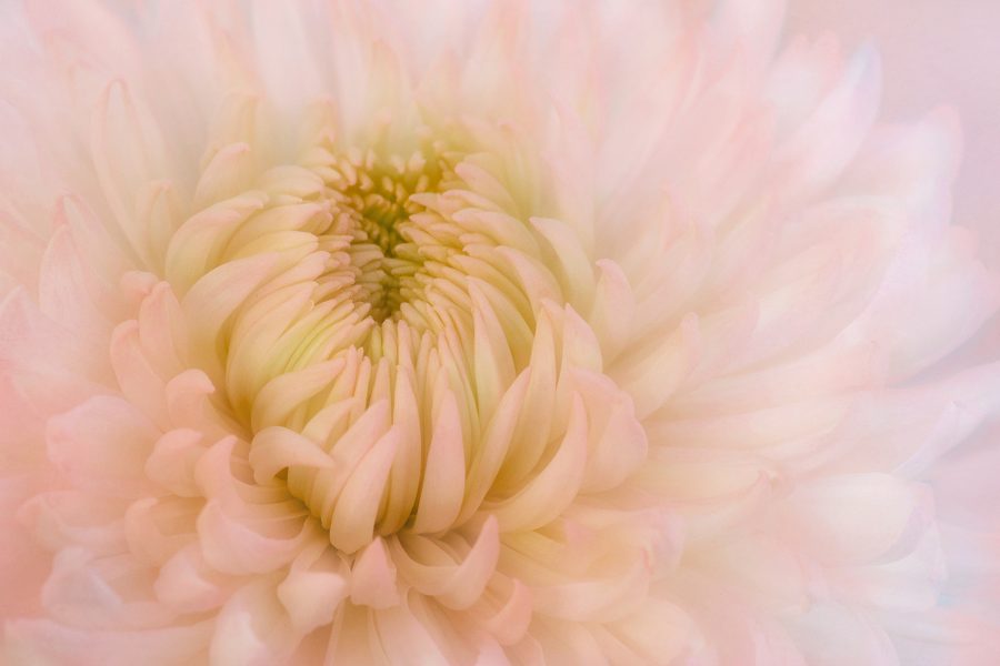 Chrysanthemum - Donna Sturla (N4C Entry)