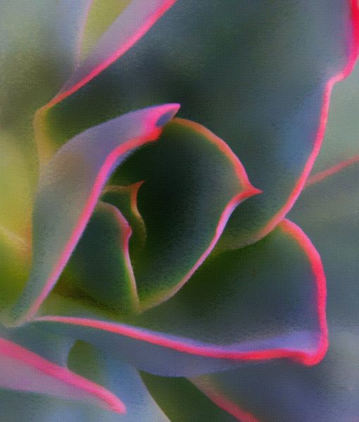 Succulent Beauty - Jeanne Snyder