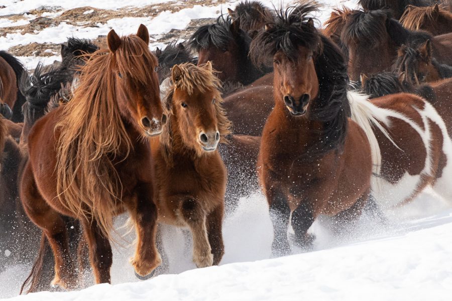 Mongolian Horses on the Winter Migration - Jan Lightfoot (N4C Entry)