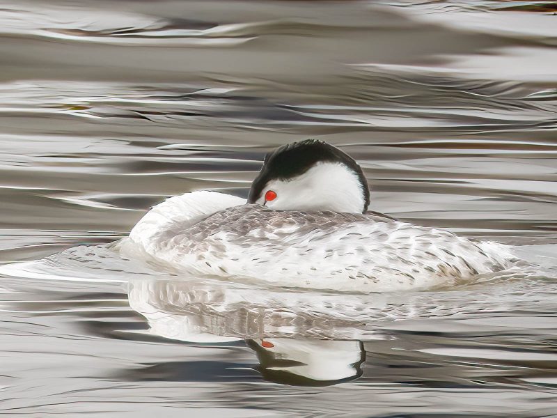 Western Grebe at Rest - Gary Ritchie