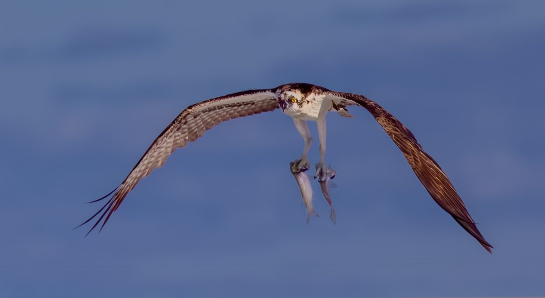 Osprey Pandion haliaetus Flying with 2 Fish - Leonard James