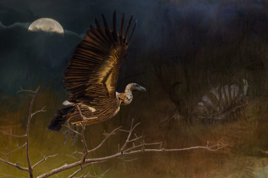 Night of the Vulture - Jan Lightfoot