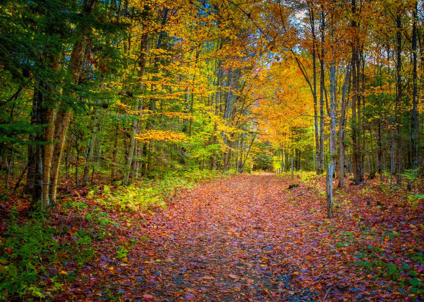 Vermont Country Lane In Autumn - Doug Arnold