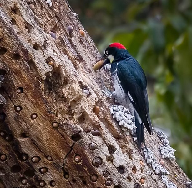 Acorn Woodpecker Tending Granary - Doug Arnold