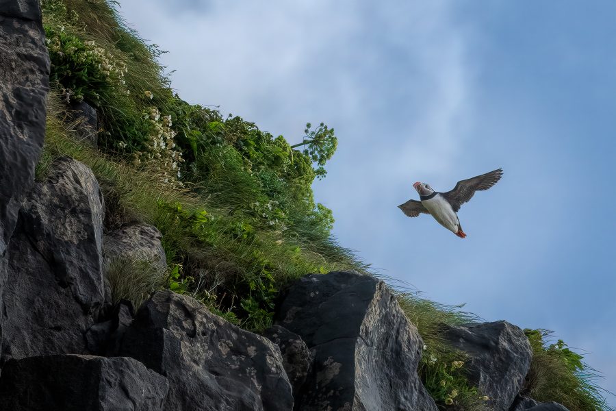 Puffin in Flight Iceland - Lucille Van-Ommering